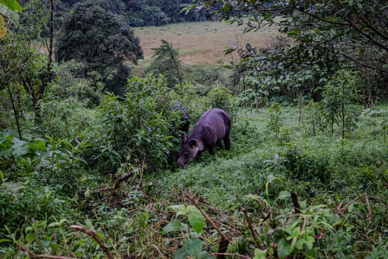 Costa Rica-Eduardo Peraza- Dantas - Valle del Tapir - Río Celeste