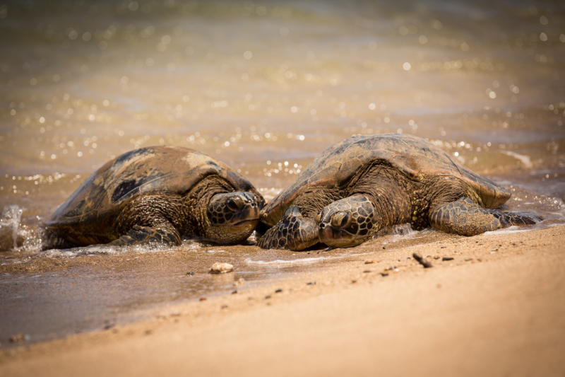 Lanai_Hawaii Tourism Authority (HTA)_Pierce M Myers Photography
