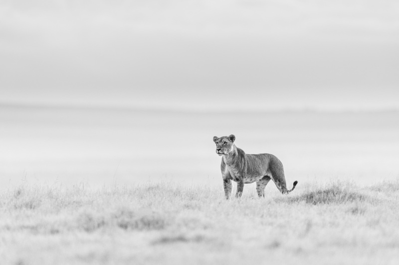 The Huntress © Johan Siggesson The Huntress © Johan Siggesson
