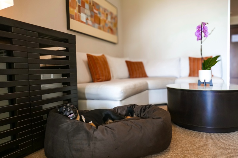 Luxe vakantie op Aruba? Bij Bucuti & Tara Beach Resort is nu ook je hond welkom